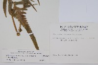 大葉毛蕨藏品圖，第2張