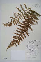 密腺副金星蕨藏品圖，第1張