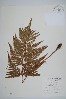 落鱗鱗毛蕨藏品圖，第1張