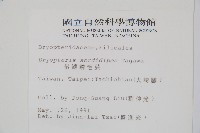 落鱗鱗毛蕨藏品圖，第2張