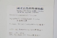 落鱗鱗毛蕨藏品圖，第2張