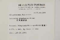 長尾鐵線蕨藏品圖，第2張