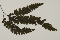 長尾鐵線蕨藏品圖，第3張