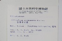 臺灣車前蕨藏品圖，第2張