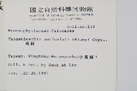 瓶蕨藏品圖，第2張