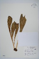 臺灣車前蕨藏品圖，第1張