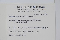 臺灣車前蕨藏品圖，第2張