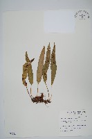 三葉茀蕨藏品圖，第1張