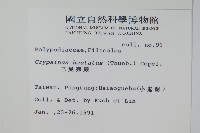 三葉茀蕨藏品圖，第2張