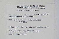 臺灣車前蕨藏品圖，第2張