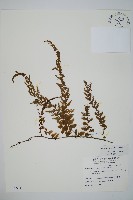 瓶蕨藏品圖，第1張