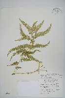 全緣卷柏藏品圖，第1張