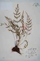 威氏鐵角蕨藏品圖，第1張