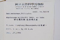 威氏鐵角蕨藏品圖，第2張