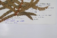 尖葉耳蕨藏品圖，第2張