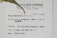 肢節蕨藏品圖，第2張