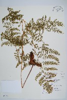 台灣小膜蓋蕨藏品圖，第1張