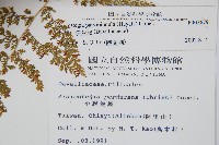 台灣小膜蓋蕨藏品圖，第2張