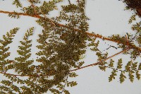 台灣小膜蓋蕨藏品圖，第3張