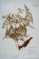 台灣小膜蓋蕨藏品圖，第1張