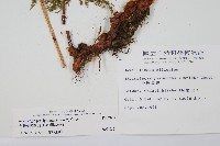 台灣小膜蓋蕨藏品圖，第2張