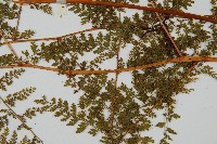 台灣小膜蓋蕨藏品圖，第4張