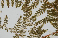 台灣小膜蓋蕨藏品圖，第5張