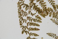 台灣小膜蓋蕨藏品圖，第6張