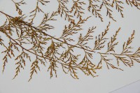 威氏鐵角蕨藏品圖，第3張