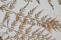 威氏鐵角蕨藏品圖，第4張