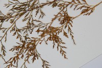 威氏鐵角蕨藏品圖，第5張