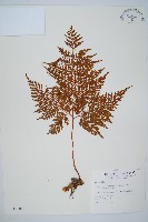 海州骨碎補藏品圖，第1張
