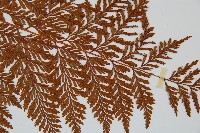 海州骨碎補藏品圖，第4張