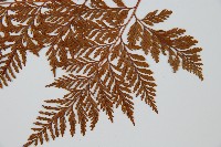 海州骨碎補藏品圖，第5張