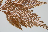 海州骨碎補藏品圖，第3張