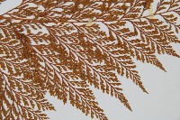 海州骨碎補藏品圖，第4張