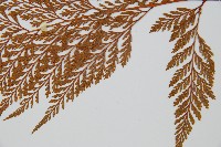 海州骨碎補藏品圖，第5張