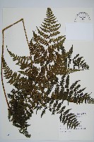 川上氏雙蓋蕨藏品圖，第1張