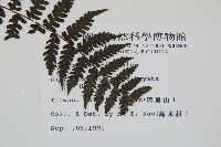 川上氏雙蓋蕨藏品圖，第2張