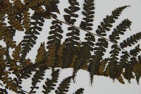 川上氏雙蓋蕨藏品圖，第3張