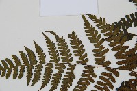 川上氏雙蓋蕨藏品圖，第4張