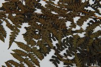 川上氏雙蓋蕨藏品圖，第5張