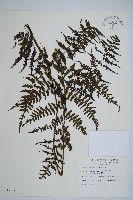 川上氏雙蓋蕨藏品圖，第1張