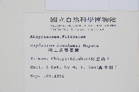 川上氏雙蓋蕨藏品圖，第2張