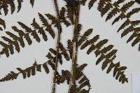 川上氏雙蓋蕨藏品圖，第3張