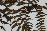 川上氏雙蓋蕨藏品圖，第4張