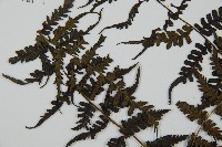 川上氏雙蓋蕨藏品圖，第5張