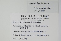 華東膜蕨藏品圖，第2張