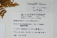 華東膜蕨藏品圖，第2張