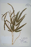 大葉鳳尾蕨藏品圖，第1張